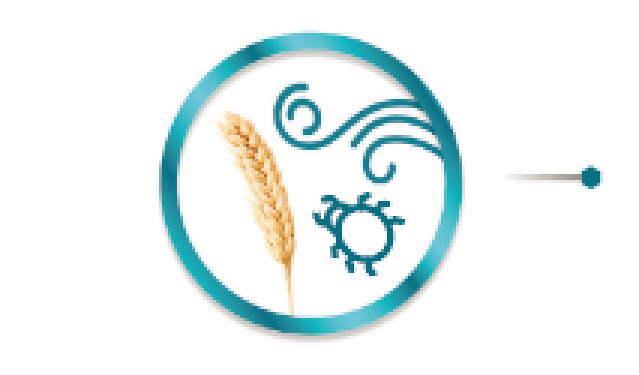 menor suscetibilidade da planta a danos mecânicos